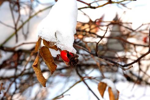 schnee